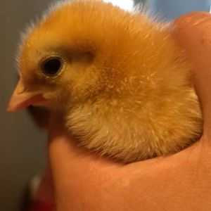 Meet your Posher, Jodie